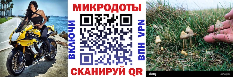 Галлюциногенные грибы Psilocybine cubensis  Северская 